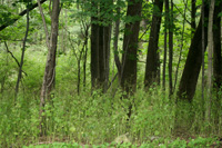 Bershire Woods